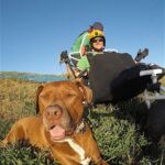 Service dog Henery waits patiently as Joe Stone gets buckled in for his first paraglide experience in Utah.