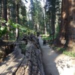 Steve rolls through the giant  Sequoia at Calaveras Big Trees State Park in California.