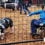 Zachary shows the swine at Ward County 4-H Livestock Show